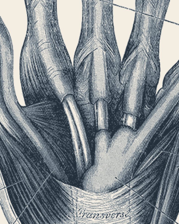 Engraving of the tendon sheaths of the hand and wrist