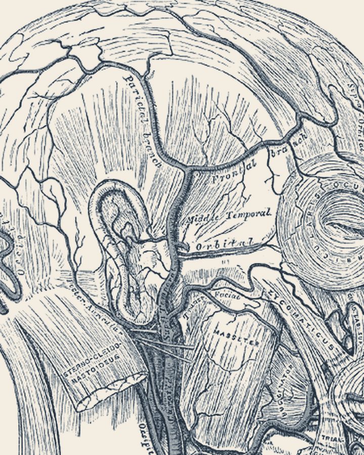 Engraving of the arteries of the face and scalp, showing the temporal artery